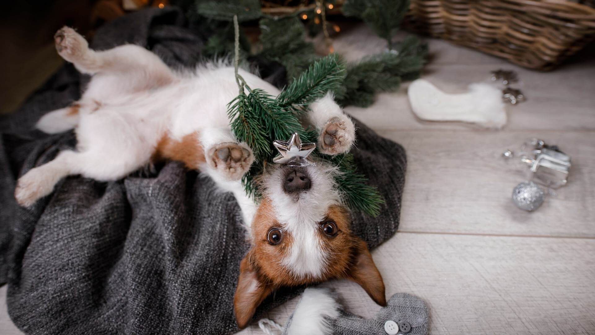 It's a Doggie Dog Christmas: What holiday gifts Smart Cookie Dog Treats has planned for your dog this season.